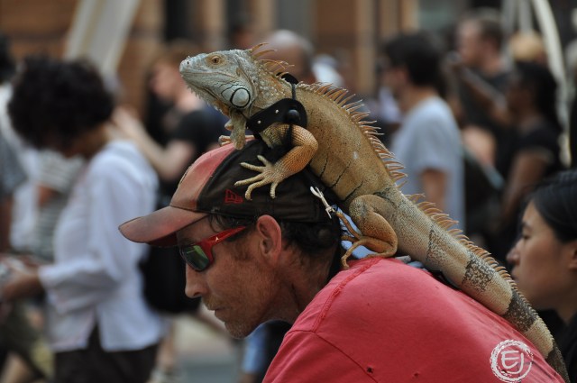 Iguana Man