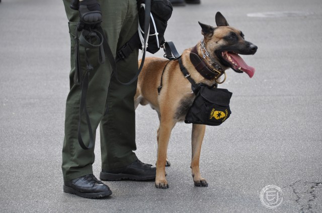 K-9